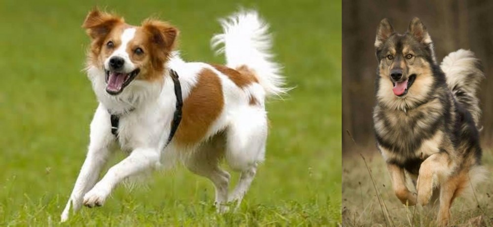 Native American Indian Dog vs Kromfohrlander - Breed Comparison