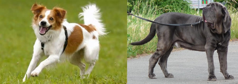 Neapolitan Mastiff vs Kromfohrlander - Breed Comparison