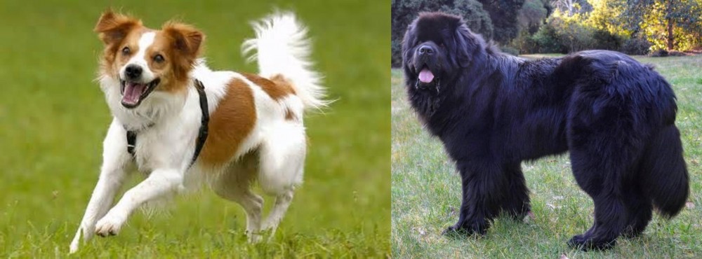 Newfoundland Dog vs Kromfohrlander - Breed Comparison