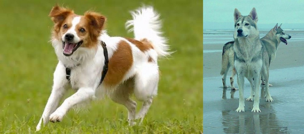 Northern Inuit Dog vs Kromfohrlander - Breed Comparison