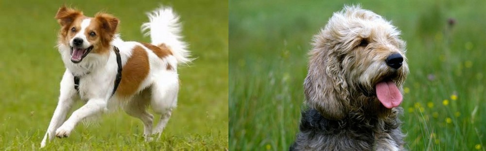 Otterhound vs Kromfohrlander - Breed Comparison
