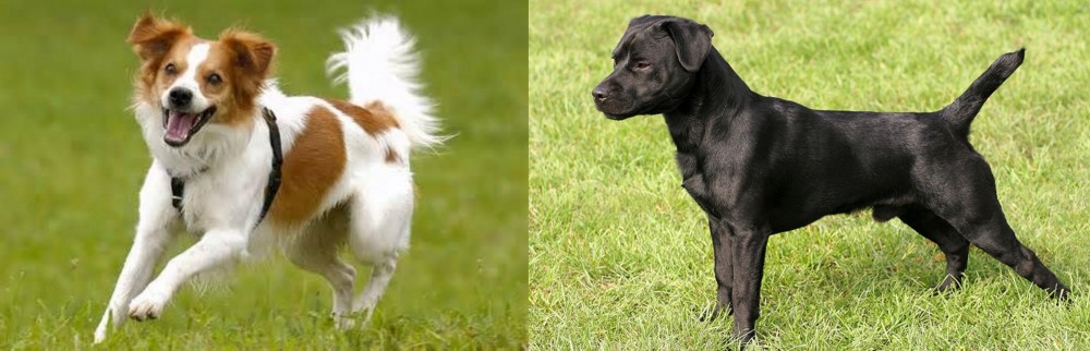 Patterdale Terrier vs Kromfohrlander - Breed Comparison