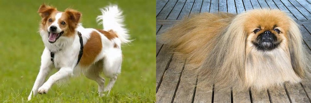 Pekingese vs Kromfohrlander - Breed Comparison