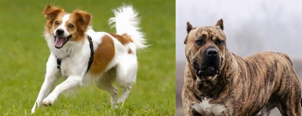 Perro de Presa Canario vs Kromfohrlander - Breed Comparison
