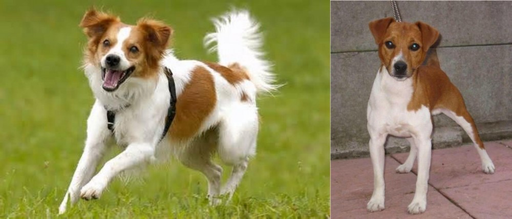 Plummer Terrier vs Kromfohrlander - Breed Comparison