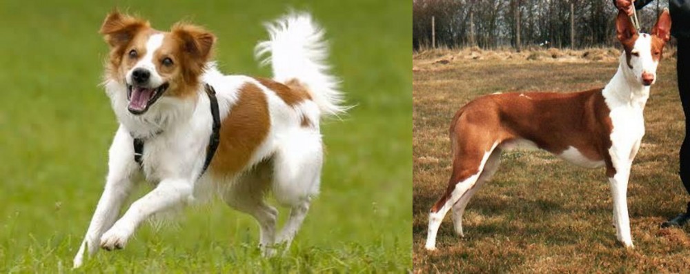 Podenco Canario vs Kromfohrlander - Breed Comparison