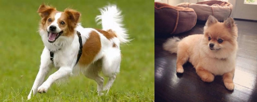 Pomeranian vs Kromfohrlander - Breed Comparison