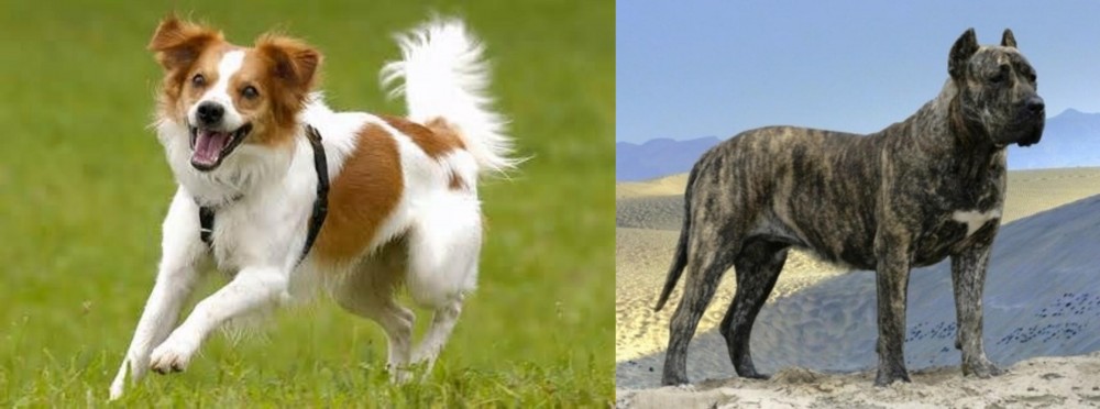 Presa Canario vs Kromfohrlander - Breed Comparison