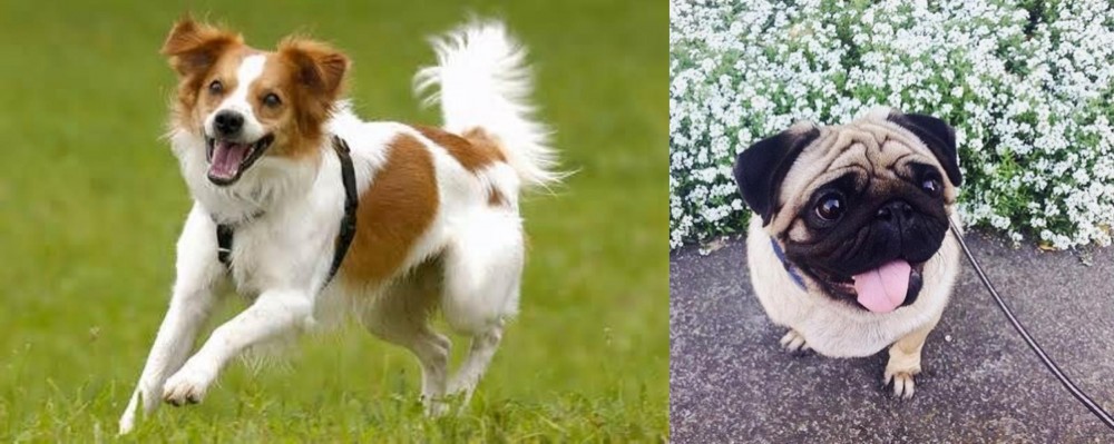 Pug vs Kromfohrlander - Breed Comparison
