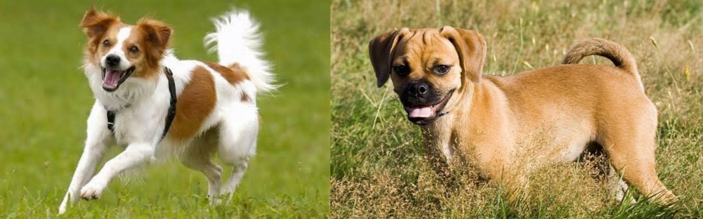 Puggle vs Kromfohrlander - Breed Comparison