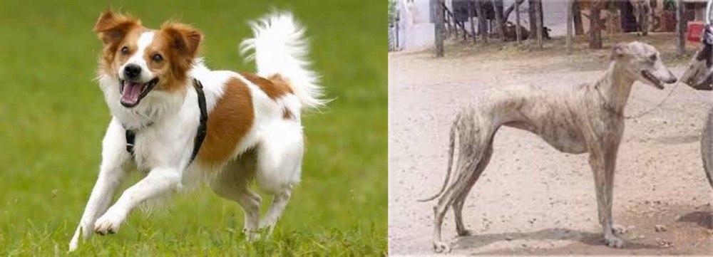 Rampur Greyhound vs Kromfohrlander - Breed Comparison