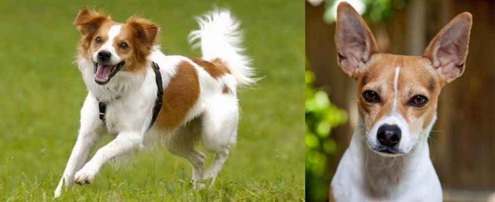 Rat Terrier vs Kromfohrlander - Breed Comparison