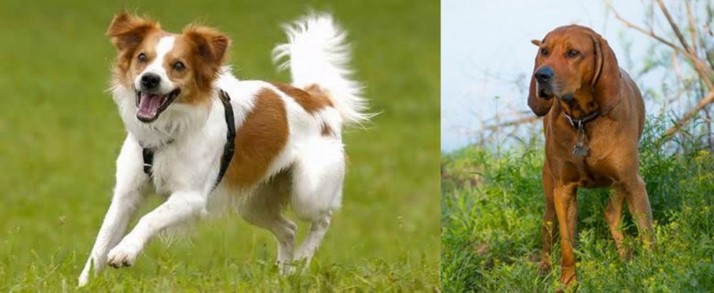Redbone Coonhound vs Kromfohrlander - Breed Comparison