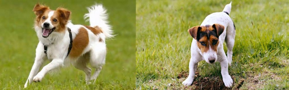 Russell Terrier vs Kromfohrlander - Breed Comparison