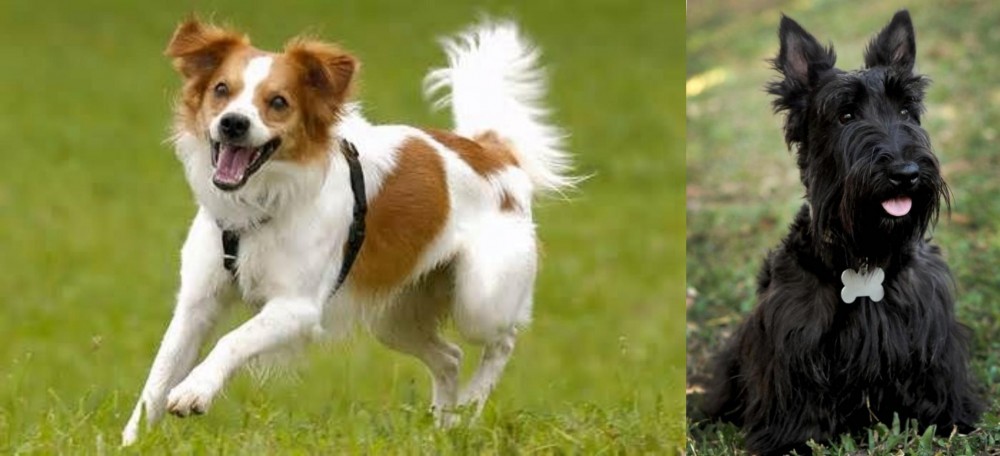 Scoland Terrier vs Kromfohrlander - Breed Comparison