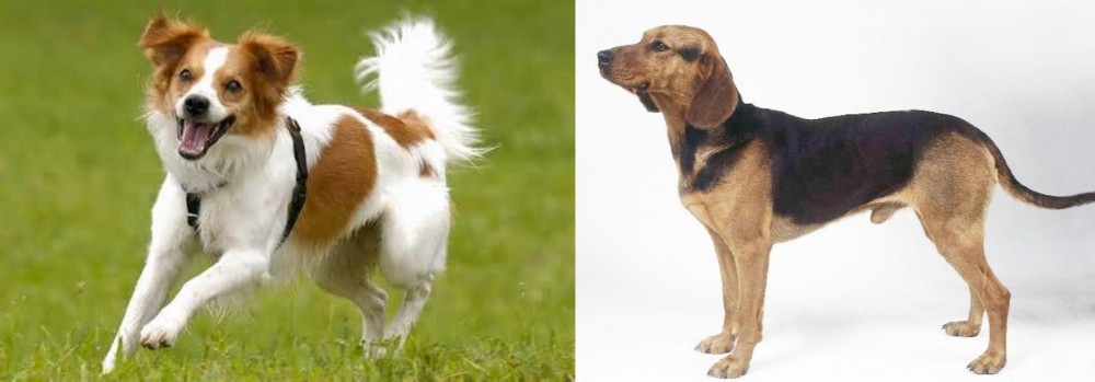 Serbian Hound vs Kromfohrlander - Breed Comparison