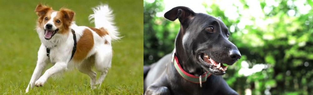 Shepard Labrador vs Kromfohrlander - Breed Comparison