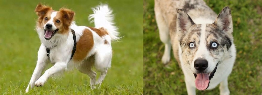 Shepherd Husky vs Kromfohrlander - Breed Comparison