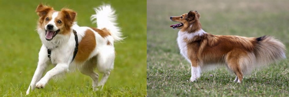 Shetland Sheepdog vs Kromfohrlander - Breed Comparison