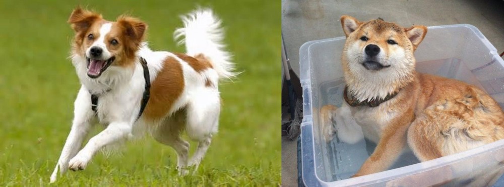 Shiba Inu vs Kromfohrlander - Breed Comparison