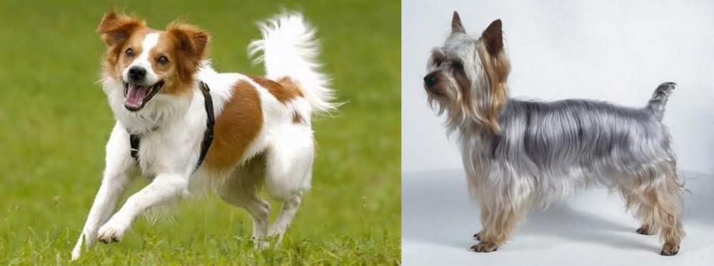 Silky Terrier vs Kromfohrlander - Breed Comparison