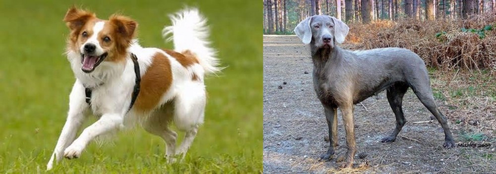 Slovensky Hrubosrsty Stavac vs Kromfohrlander - Breed Comparison