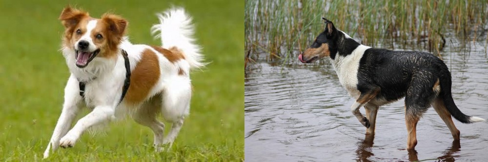 Smooth Collie vs Kromfohrlander - Breed Comparison