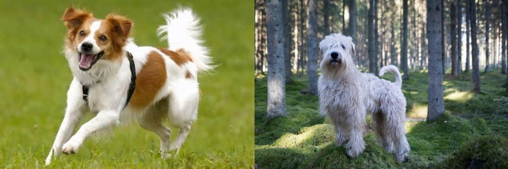 Soft-Coated Wheaten Terrier vs Kromfohrlander - Breed Comparison