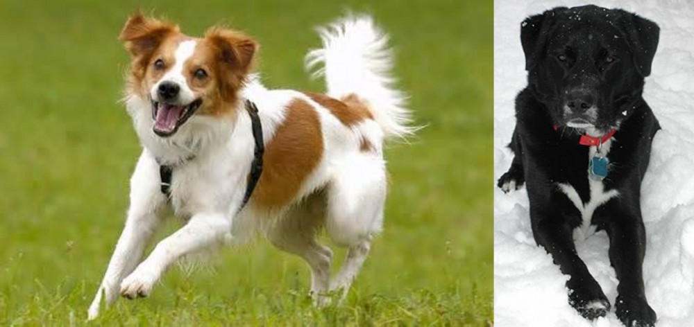 St. John's Water Dog vs Kromfohrlander - Breed Comparison