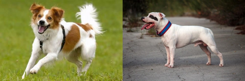 Staffordshire Bull Terrier vs Kromfohrlander - Breed Comparison