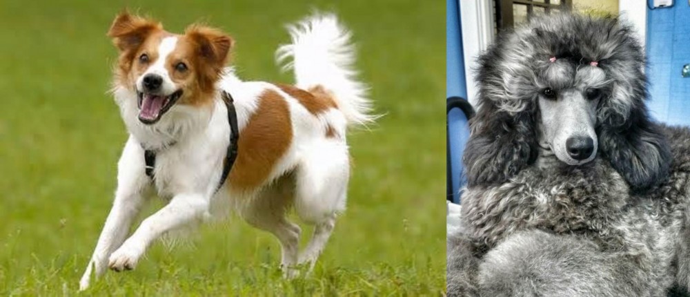 Standard Poodle vs Kromfohrlander - Breed Comparison