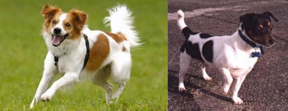 Teddy Roosevelt Terrier vs Kromfohrlander - Breed Comparison
