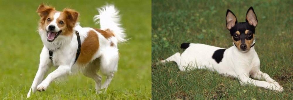 Toy Fox Terrier vs Kromfohrlander - Breed Comparison