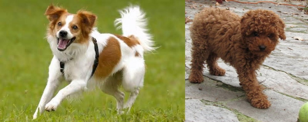 Toy Poodle vs Kromfohrlander - Breed Comparison