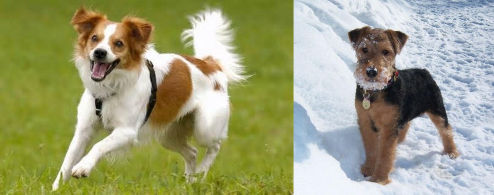 Welsh Terrier vs Kromfohrlander - Breed Comparison