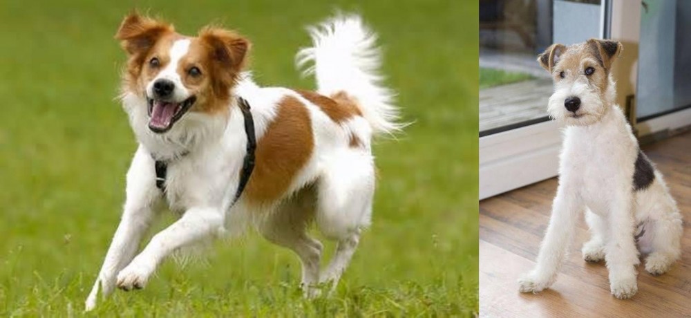 Wire Fox Terrier vs Kromfohrlander - Breed Comparison