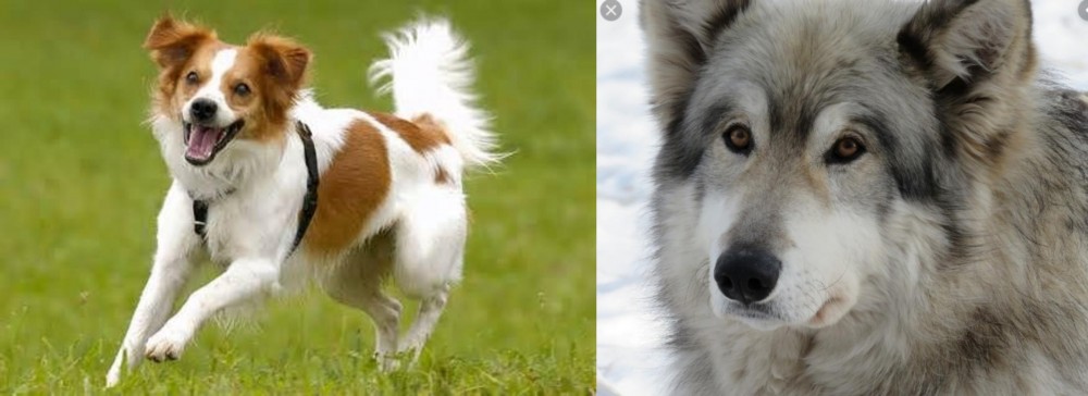 Wolfdog vs Kromfohrlander - Breed Comparison