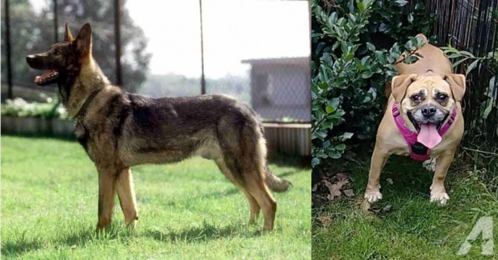 Beabull vs Kunming Dog - Breed Comparison