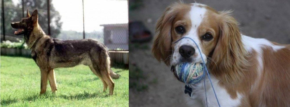 Cockalier vs Kunming Dog - Breed Comparison