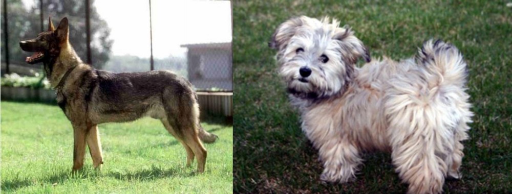 Havapoo vs Kunming Dog - Breed Comparison