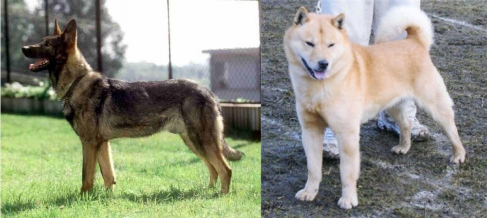 Hokkaido vs Kunming Dog - Breed Comparison
