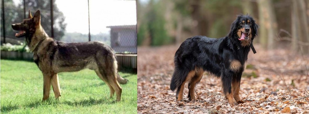 Hovawart vs Kunming Dog - Breed Comparison