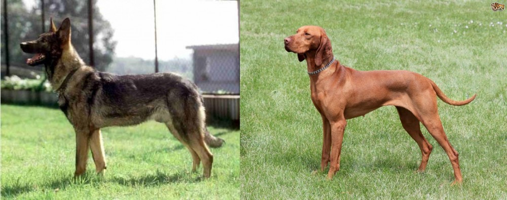 Hungarian Vizsla vs Kunming Dog - Breed Comparison