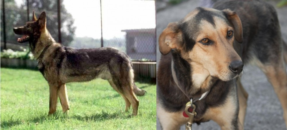 Huntaway vs Kunming Dog - Breed Comparison