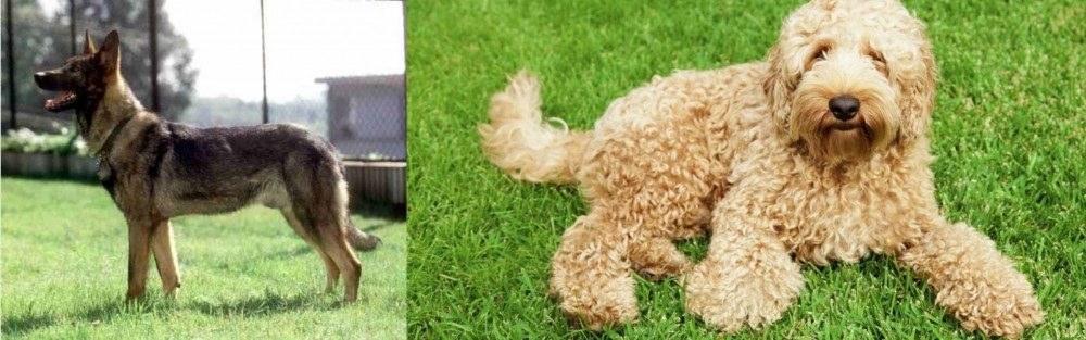Labradoodle vs Kunming Dog - Breed Comparison