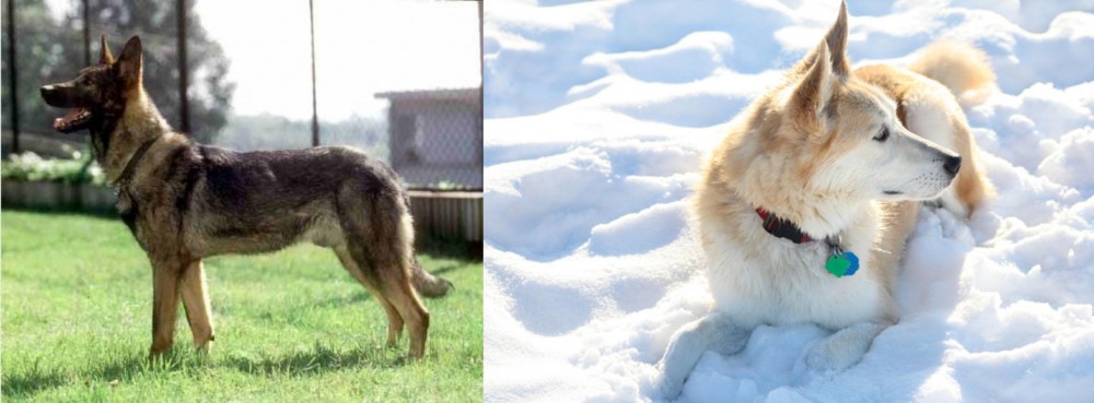 Labrador Husky vs Kunming Dog - Breed Comparison