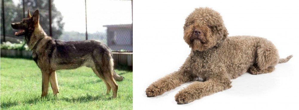 Lagotto Romagnolo vs Kunming Dog - Breed Comparison
