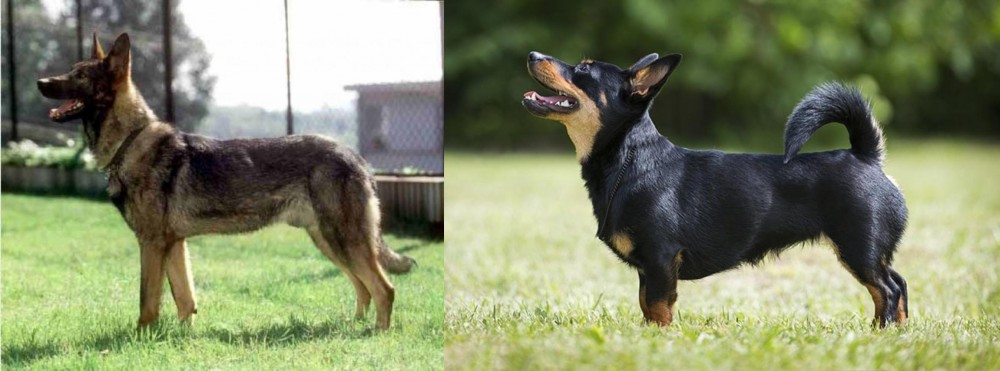 Lancashire Heeler vs Kunming Dog - Breed Comparison