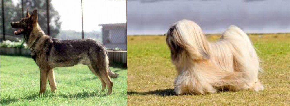 Lhasa Apso vs Kunming Dog - Breed Comparison
