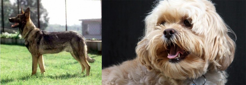 Lhasapoo vs Kunming Dog - Breed Comparison